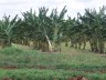 Bananplantage i nrheden af Svinebugten