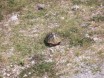 Skildpadden løber sin vej
