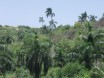 Det grnne Cuba i nrheden af Matanzas