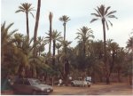 Flere palmer p pladsen