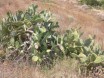 Kaktus i nrheden af byen S. Vito